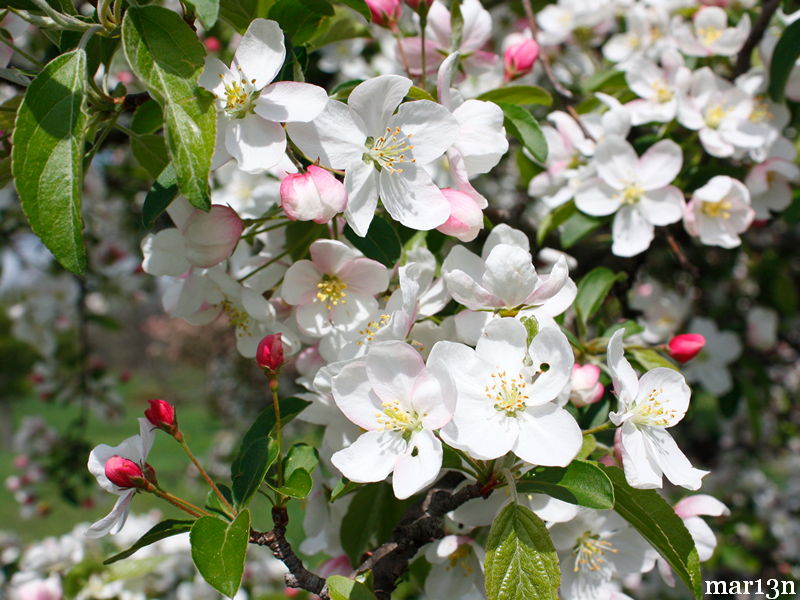 Professor Sprenger Crabapple blossoms