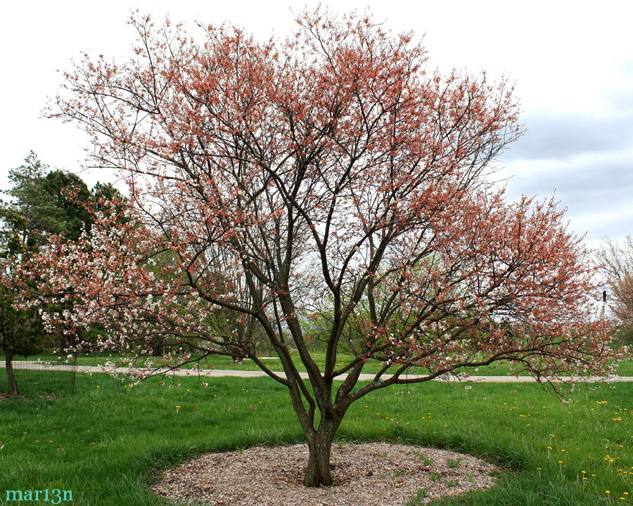 This purple Apricot is 16 years old