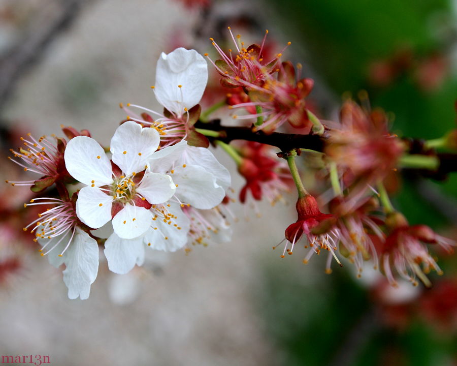 Purple Apricot blossomes