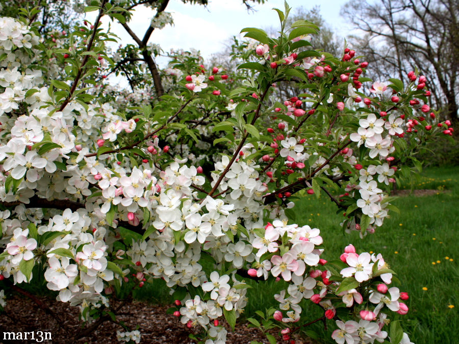 Ralph Shay Crabapple blossoms