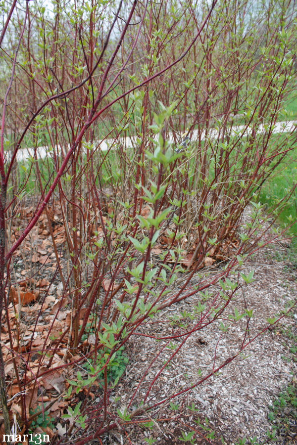 Red Osier Dogwood - Cornus sericea