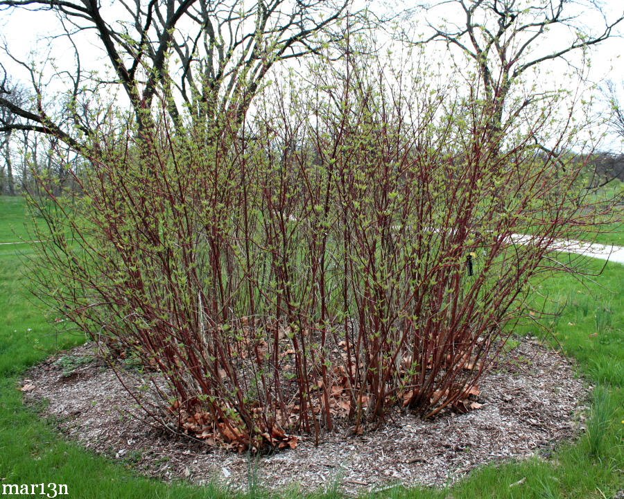 Cornus Sericea Red Osier Dogwood, 3 Native Plants 