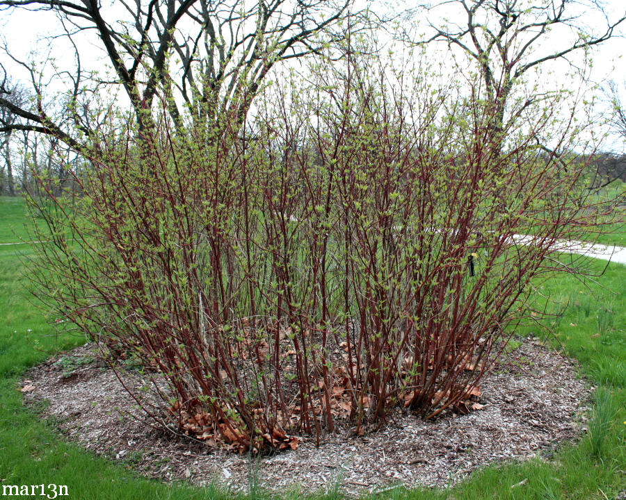 Red Osier Dogwood habit