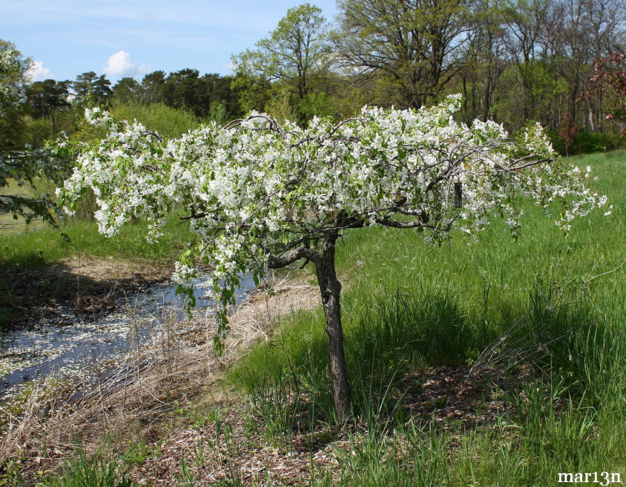 Red Swan Crabapple