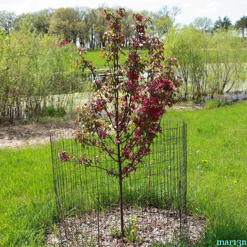 Red Barron Crabapple