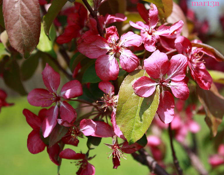 Red Barron Crabapple blossoms