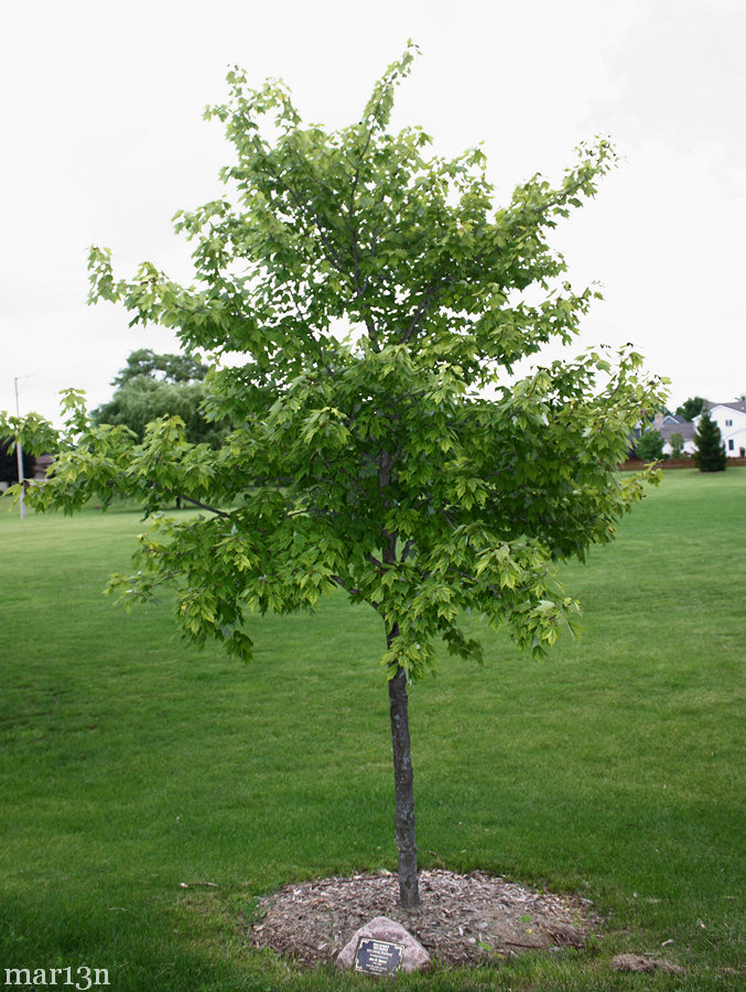 Red Sunset Maple habit