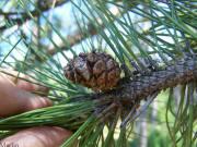 Red Pine - Pinus Resinosa