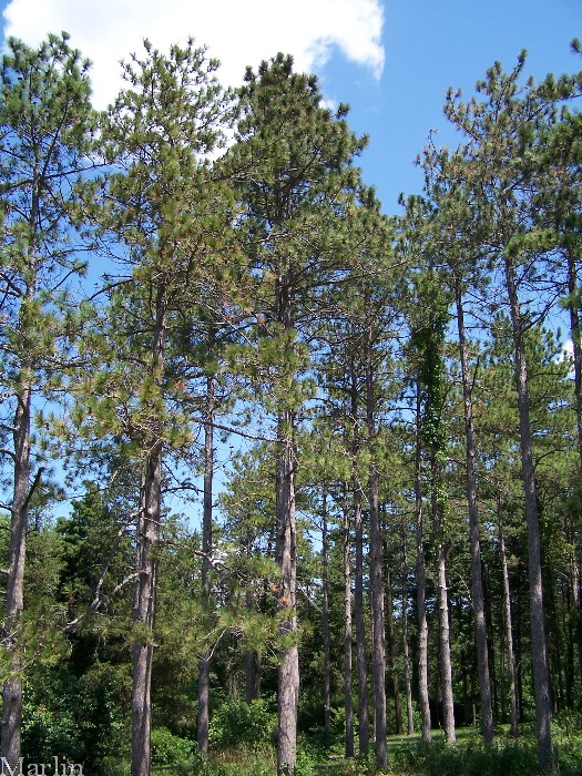 Red Pine