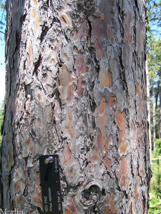 Red Pine Bark