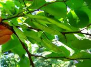 Eastern Redbud