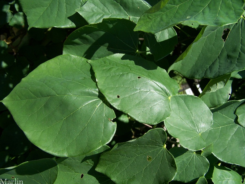 Texas Redbud Cercis canadensis 'Texensis' North American Insects