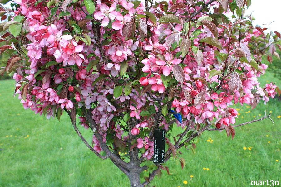 Rejoice Crabapple blossoms