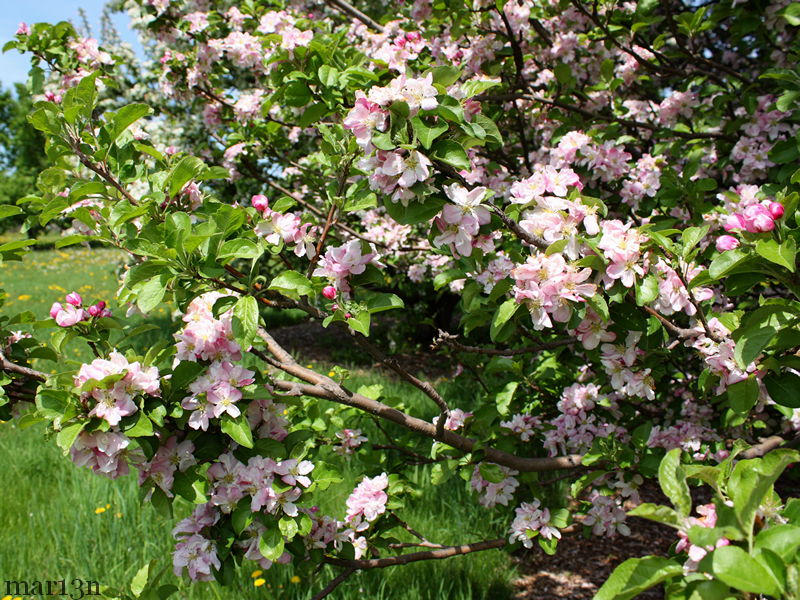 Rivers Flowering Chinese Crab blossoms