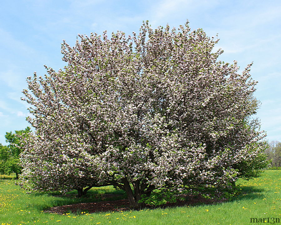 Rivers Flowering Chinese Crabapple