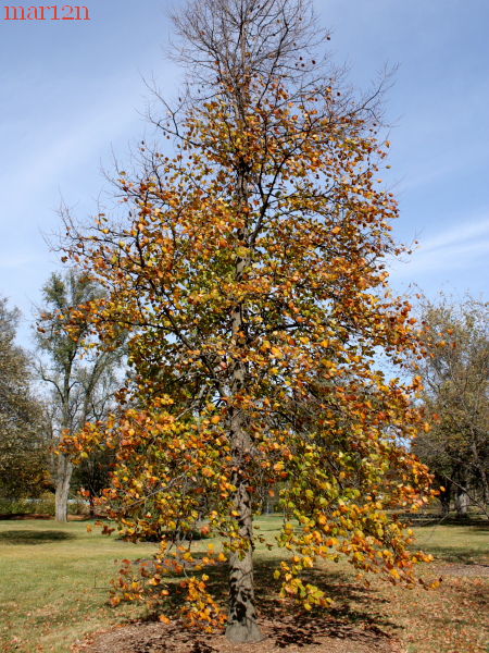 Rock Elm in fall colors