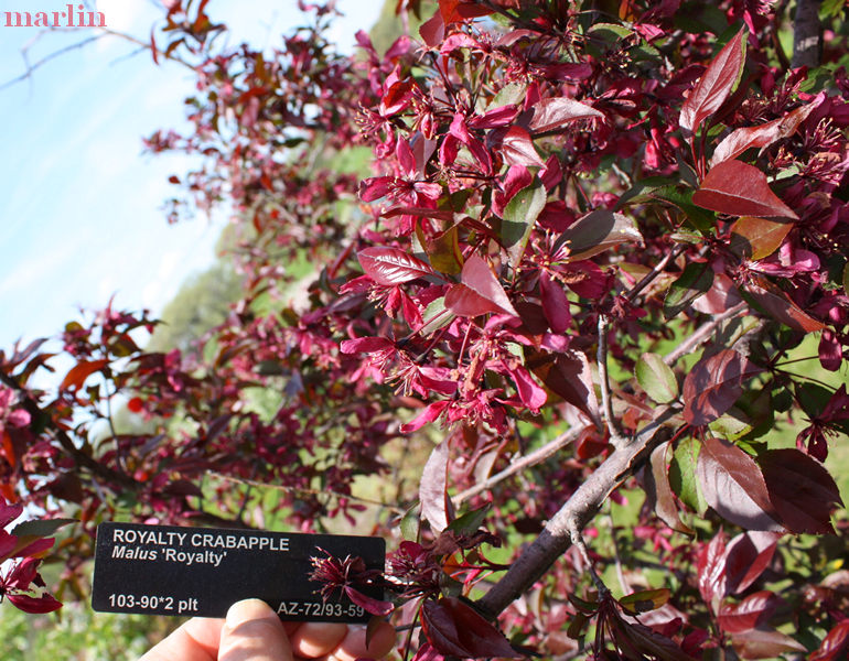 Royalty crabbapple blossoms & foliage