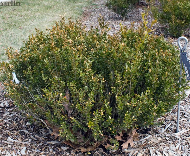 Russian Boxwood - Buxus 'Russian'