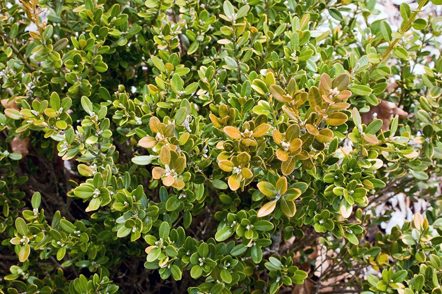 Russian Boxwood Foliage