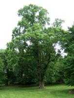 Russian Elm