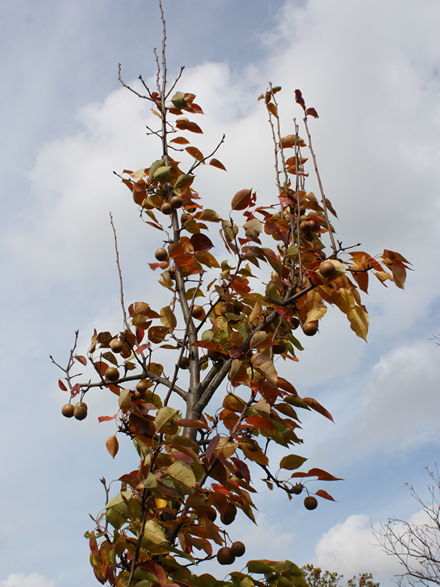 Sand pear autumn with fruit