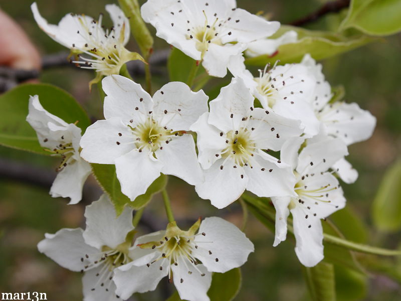 Sand pear blossoms