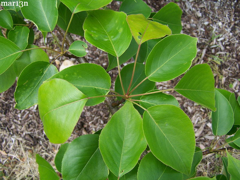 Sand pear foliage