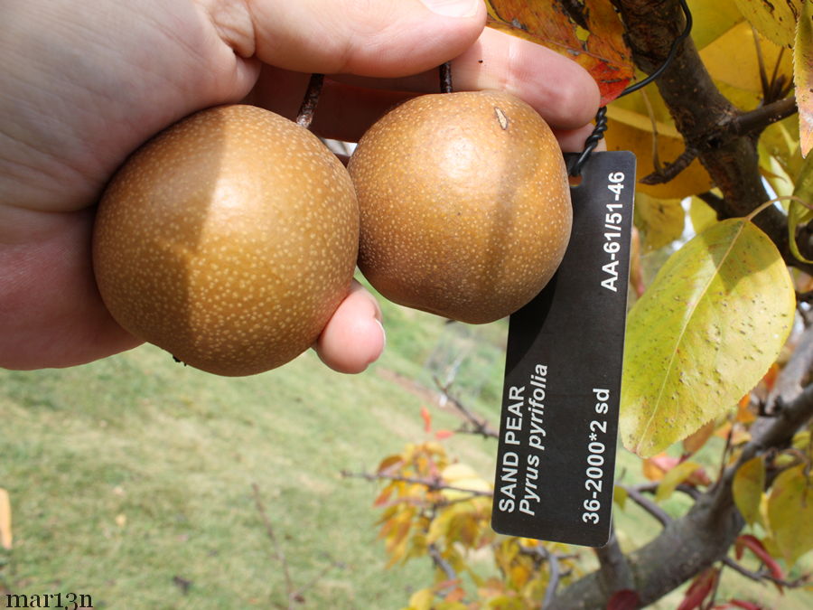 Sand pears