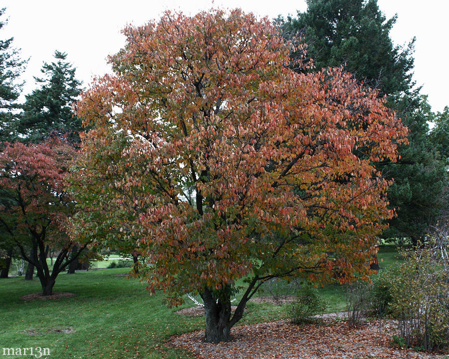 Sargent Cherry in fall colors