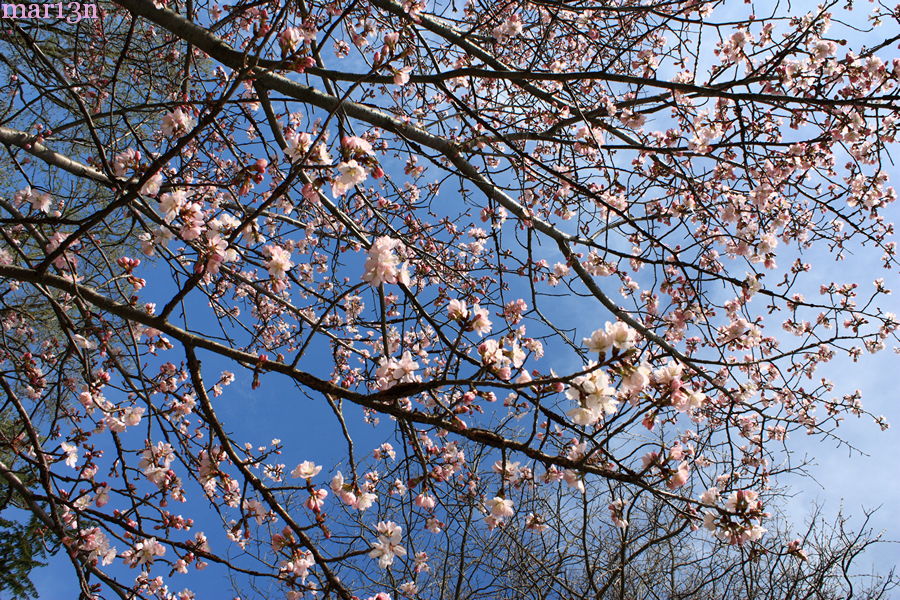 Sargent Cherry blossoms