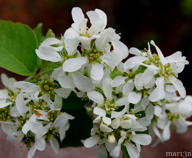 Saskatoon Serviceberry blossoms