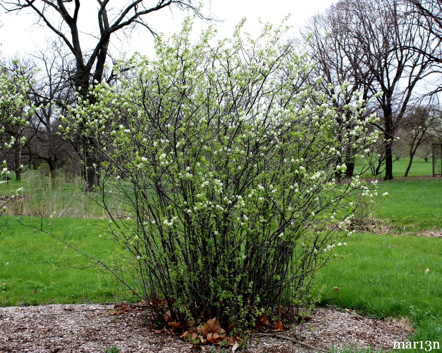 Saskatoon Serviceberry