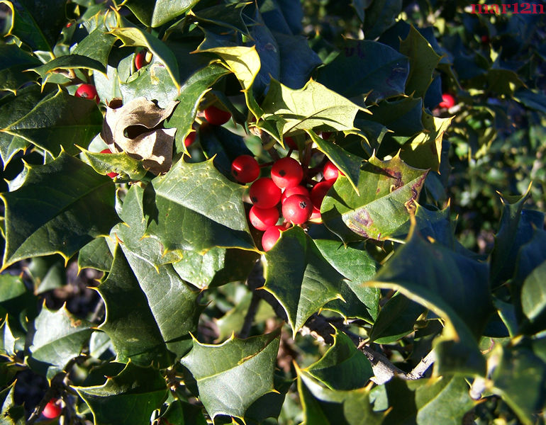 Satyr Hill American Holly Foliage