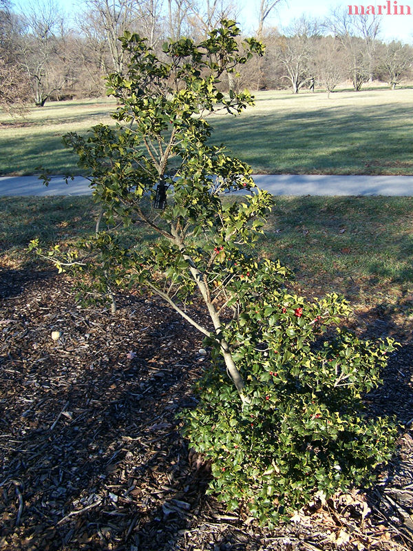 Satyr Hill American Holly Tree