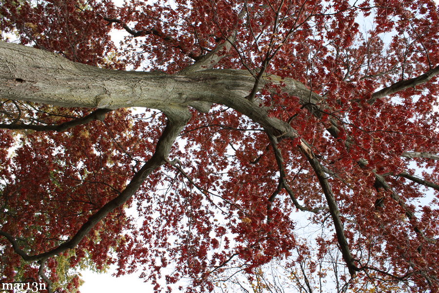 Scarlet Oak in fall colors