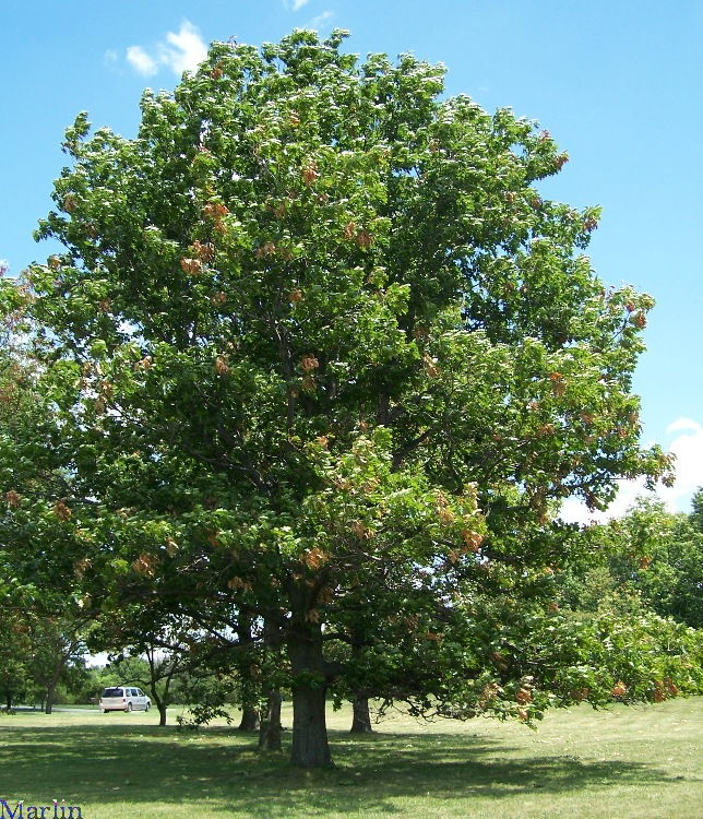 Schoch Oak Tree