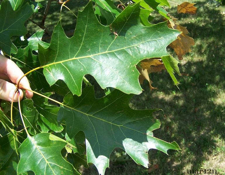 Schoch Oak Foliage