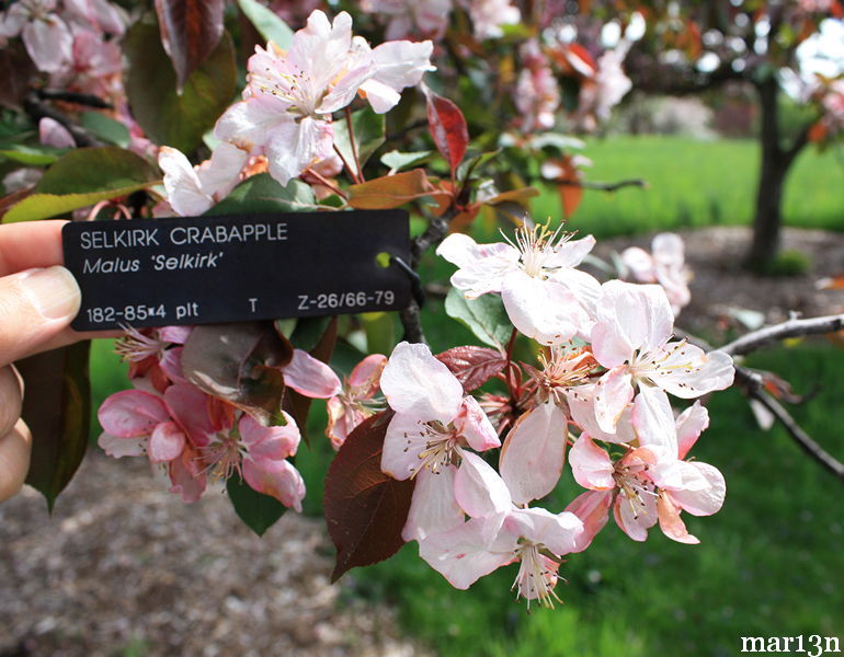 Selkirk Crabapple blossoms
