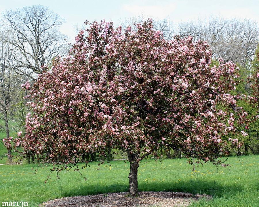 Selkirk Crabapple