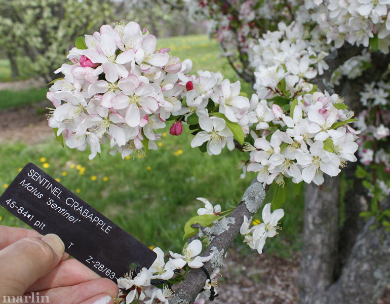 Sentinel crabapple blossoms