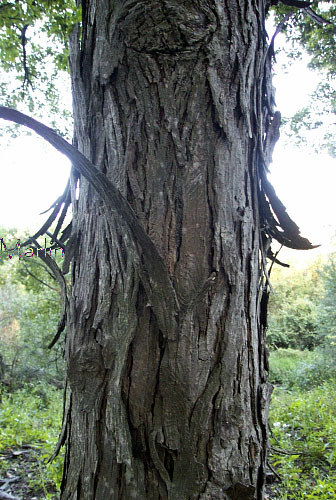 Wild Shagbark Hickory Bark