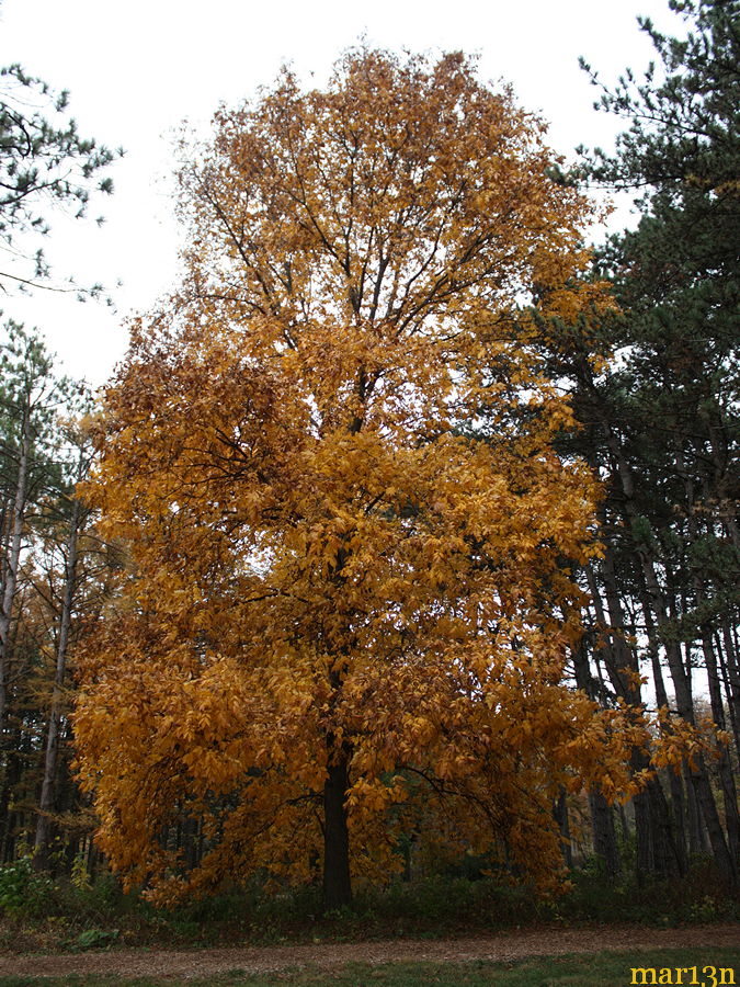 Shagbark Hickory in yellow fall colors