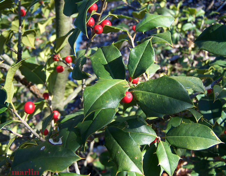 Shannon Chiles American Holly