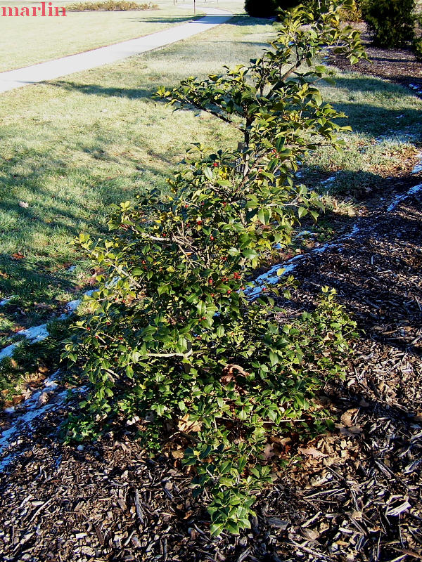 Shannon Chiles American Holly Tree