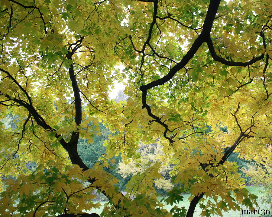 Shantung Maple foliage from underneath