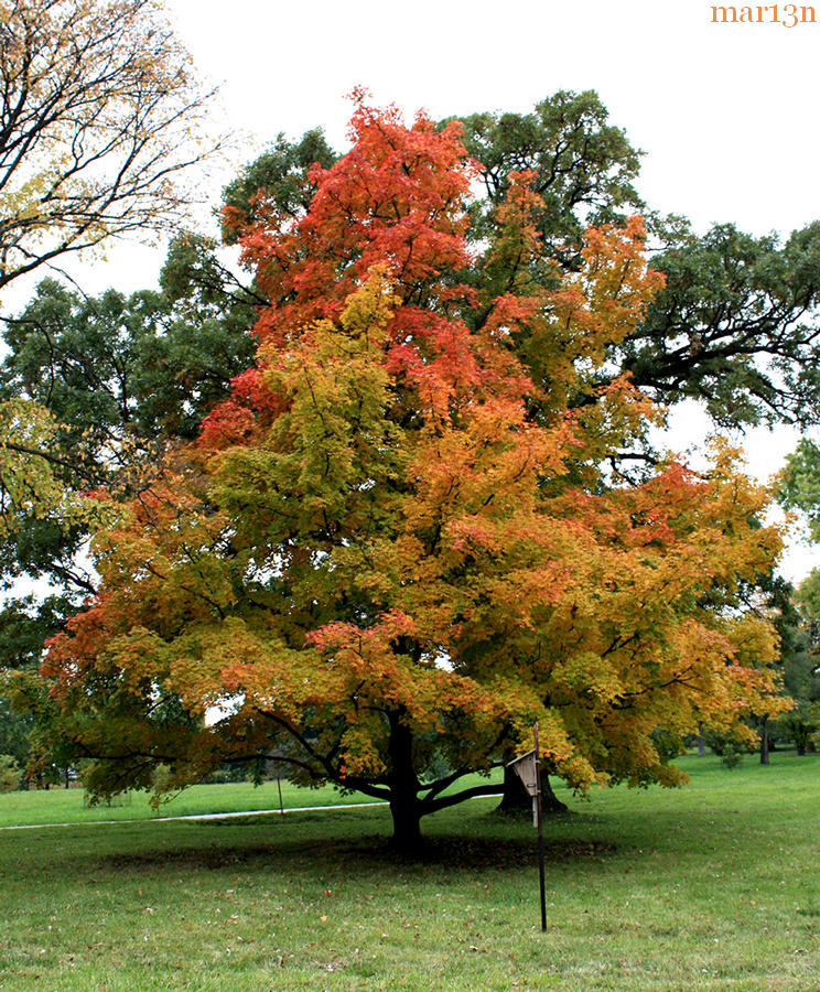 Shantung Maple - Acer truncatum