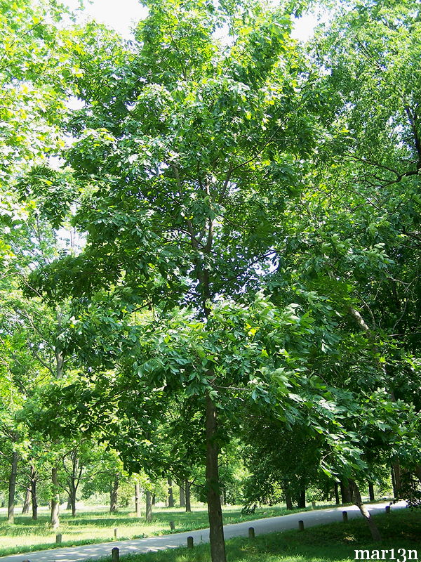 Shellbark Hickory