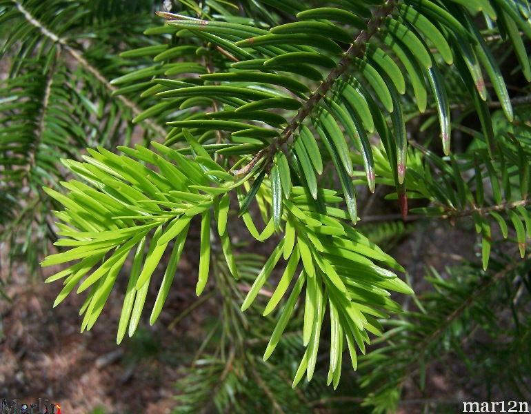 Shensi fir foliage