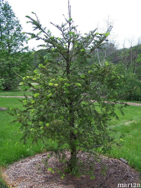 Shensi Fir habit