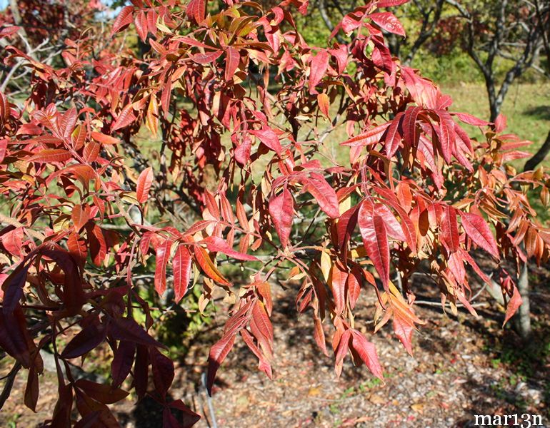 Shining Sumac foliage